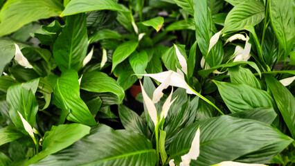 white flowers with green leaves in top view