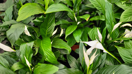 white flowers with green leaves in top view