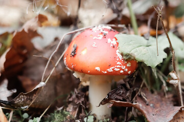 toadstools in the forest in autumn, - inedible mushrooms of red color Fly agaric