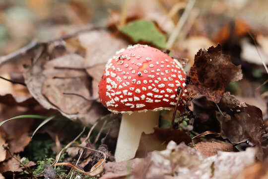 toadstools in the forest in autumn, - inedible mushrooms of red color Fly agaric