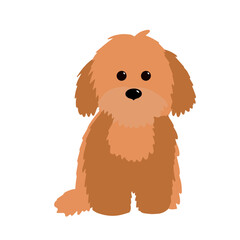 Maltipoo puppy vector isolated illustration on white background. Labradoodle dog flat illustration. Brown dog sitting icon.