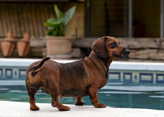 
Specimen of a dog of the dachshund breed outside a garden