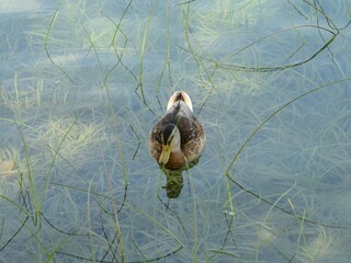 Duck among lake rushes in Banyoles lake, Spain. - 544699232