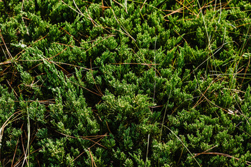 Background, texture of green cypress, arborvitae. Photography of nature.