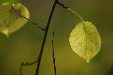 leaves on a branch