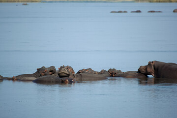 Fototapeta premium Hippos resting in water, Zambia