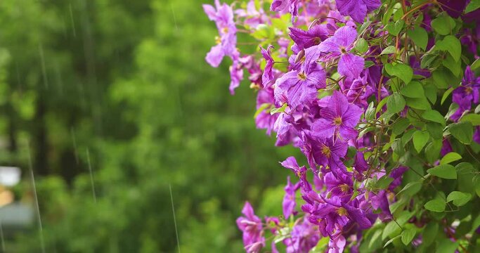 Purple purple clematis. Hanging flowers Landscaping
