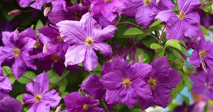 Purple purple clematis. Hanging flowers Landscaping
