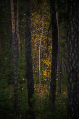 Obraz premium Autumn. Birches in a pine forest. Ukraine, Kharkiv region