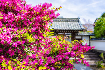 Kyoto, Japan blooming pink Loropetalum chinese fringe flowers foreground of trees in spring garden park in Arashiyama with temple shrine building roof