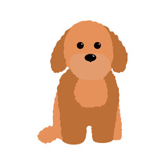 Fluffy red sitting puppy vector illustration isolated on white background. Brown poodele, labradoodle, maltipoo icon