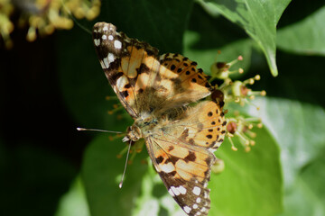 Painted lady butterfly (vanessa cardui) on ivy flowers and leaves