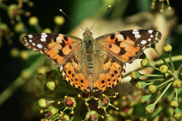 Fototapeta na wymiar Painted lady butterfly (vanessa cardui) on ivy flowers and leaves