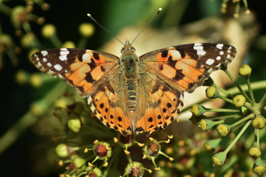 Painted lady butterfly (vanessa cardui) on ivy flowers and leaves