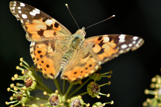 Painted lady butterfly (vanessa cardui) on ivy flowers and leaves