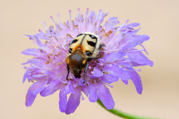 Bee beetle (Trichius fasciatus) on a flower