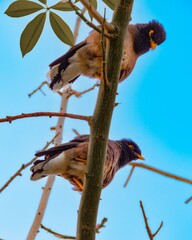 pair of starlings on a branch