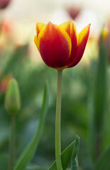 Yellow Red Fire Tulpi Flower