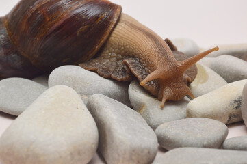 A large snail Achatina from the shell lies on the stones on a light background.