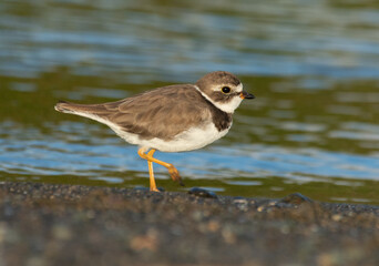 Cute Semipalmated Plover in the black sand beach