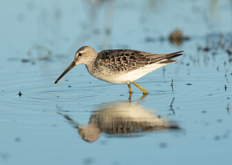 Stilt Sandpiper and its reflection in the golden hours.  