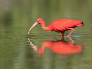 Scarlet Ibis and it's reflection in the water. 