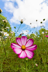 white purple flower in garden