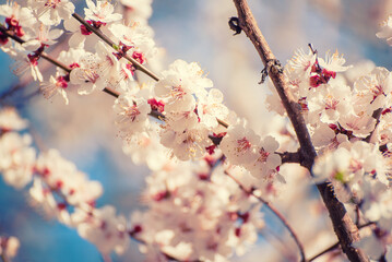 Apricot tree blossoms