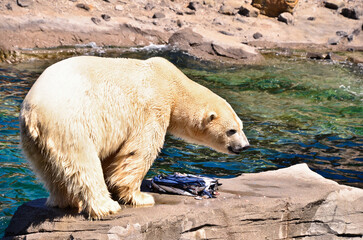 Portrait of an ice baer eating some fishes in the zoo