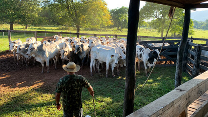 NELORE NATIONAL PASSION