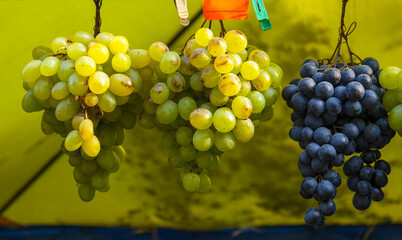 Green and blue bunches of grapes at an exhibition	
