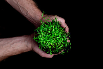 Overhead view of a man's hands showing green shoots growing in the ground in the foreground. Environmental care and sustainable cultivation to fight climate change