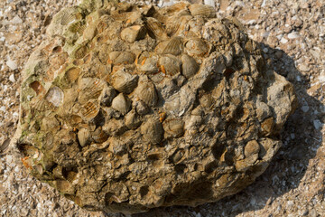 A stone from sedimentary rock with fossil Mollusks. Cockle (bivalve)  in the family Cardiidae.