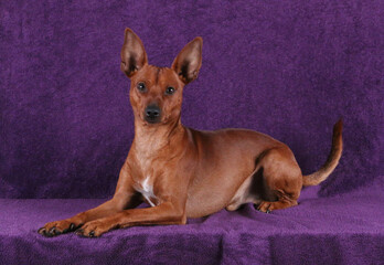 beautiful small pinscher is lying on a lilac background