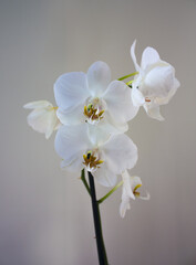 Fototapeta na wymiar White orchid on a beige background 