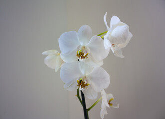 Fototapeta na wymiar White orchid on a beige background