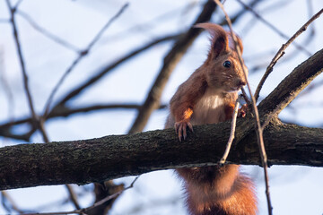 Red Squirrel (Sciulus Vulgaris) close up during very windy day.. 