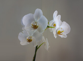 White orchid on a beige background	
