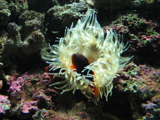 Сolourful underwater world and its inhabitants - exotic fishes © Lindasky76