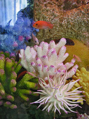 Сolourful underwater world and its inhabitants - exotic fishes © Lindasky76