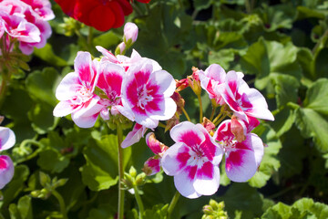 Obraz na płótnie Canvas Pink garden geranium flowers in their spring blossom 
