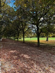 autumn in the park
