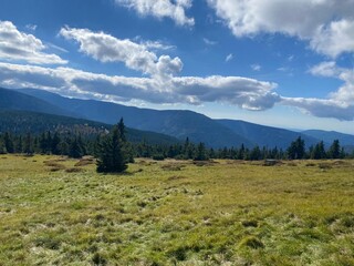 forest in the mountains