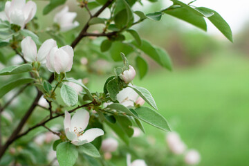 Apple blossoms on a branch in spring. A branch of a flowering apple tree in a natural environment.