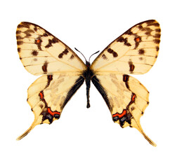 Colorful butterfly isolated on white. Sericinus montella macro close up, collection butterflies, papilionidae, papilio, lepidoptera