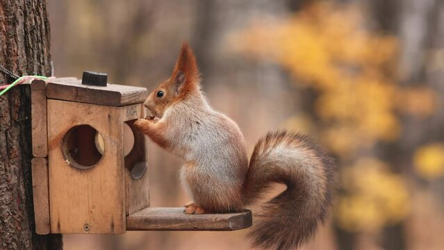 a brown squirrel sits in a bird and squirrel feeder house and eats nuts in the garden. Soft focus. Feeding animals