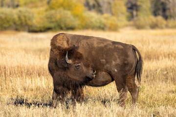 Bison in Grand Teton National Park Wyoming in Autumn