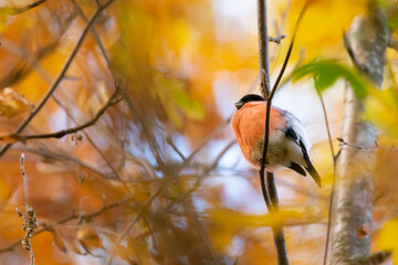 Bullfinch and autumn colors
