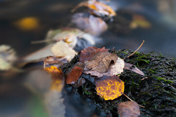 Leaves in the river