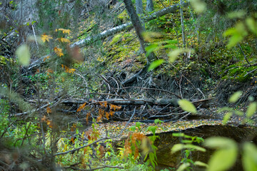 River deeb ind the forest